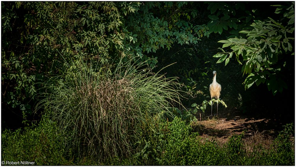 Der Vogelpark in Steinen (LÖ) 05