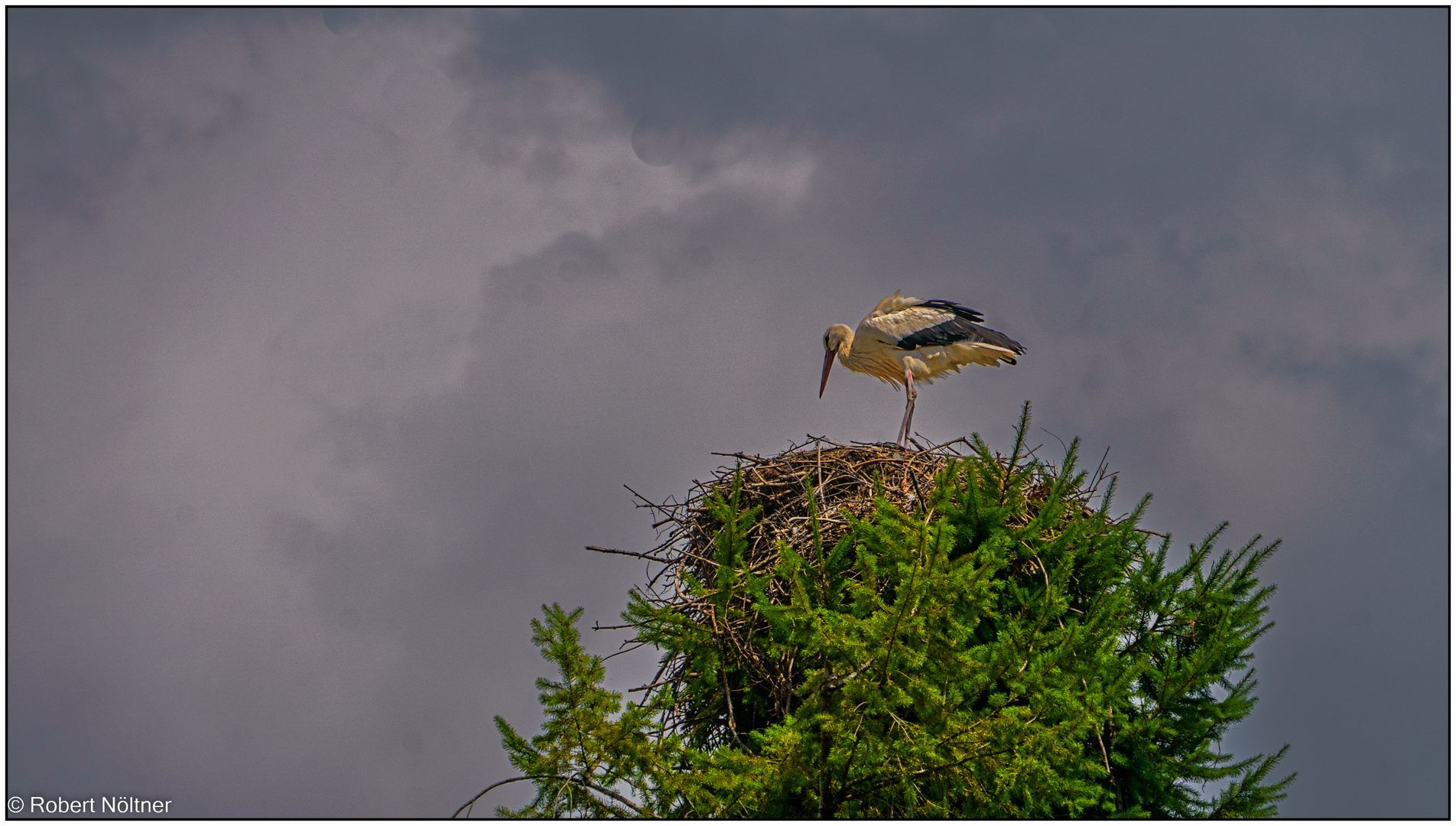 Der Vogelpark in Steinen (LÖ) 07