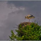 Der Vogelpark in Steinen (LÖ) 07