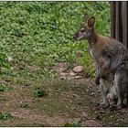 Der Vogelpark in Steinen (LÖ) 08