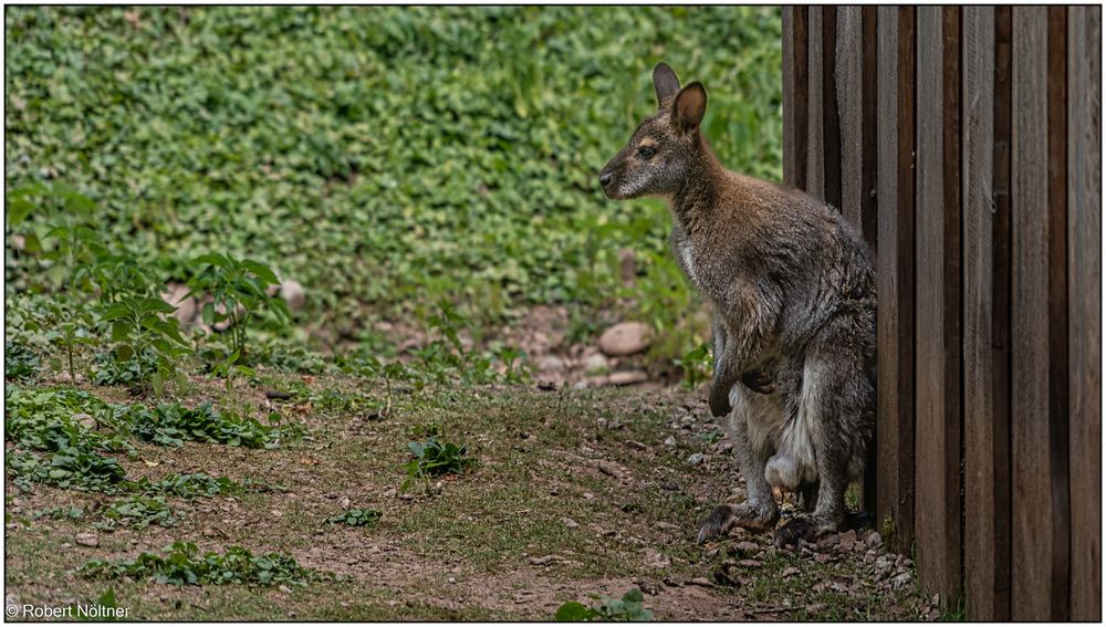 Der Vogelpark in Steinen (LÖ) 08