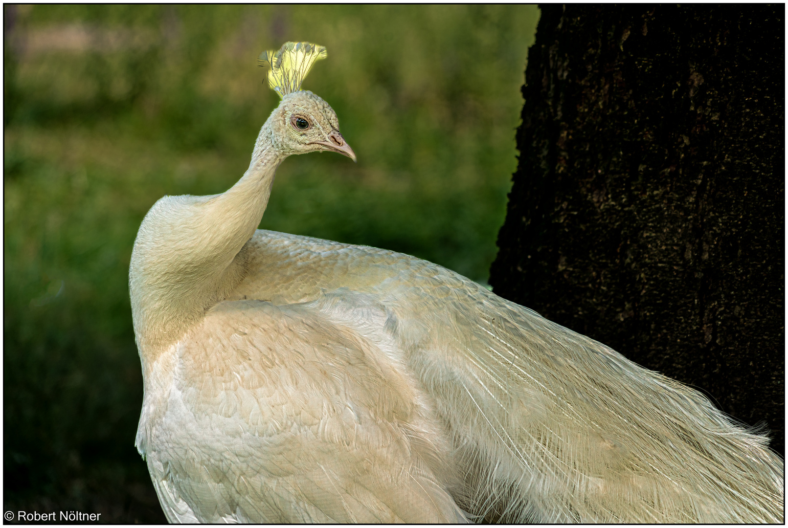 Der Vogelpark in Steinen (LÖ) 09