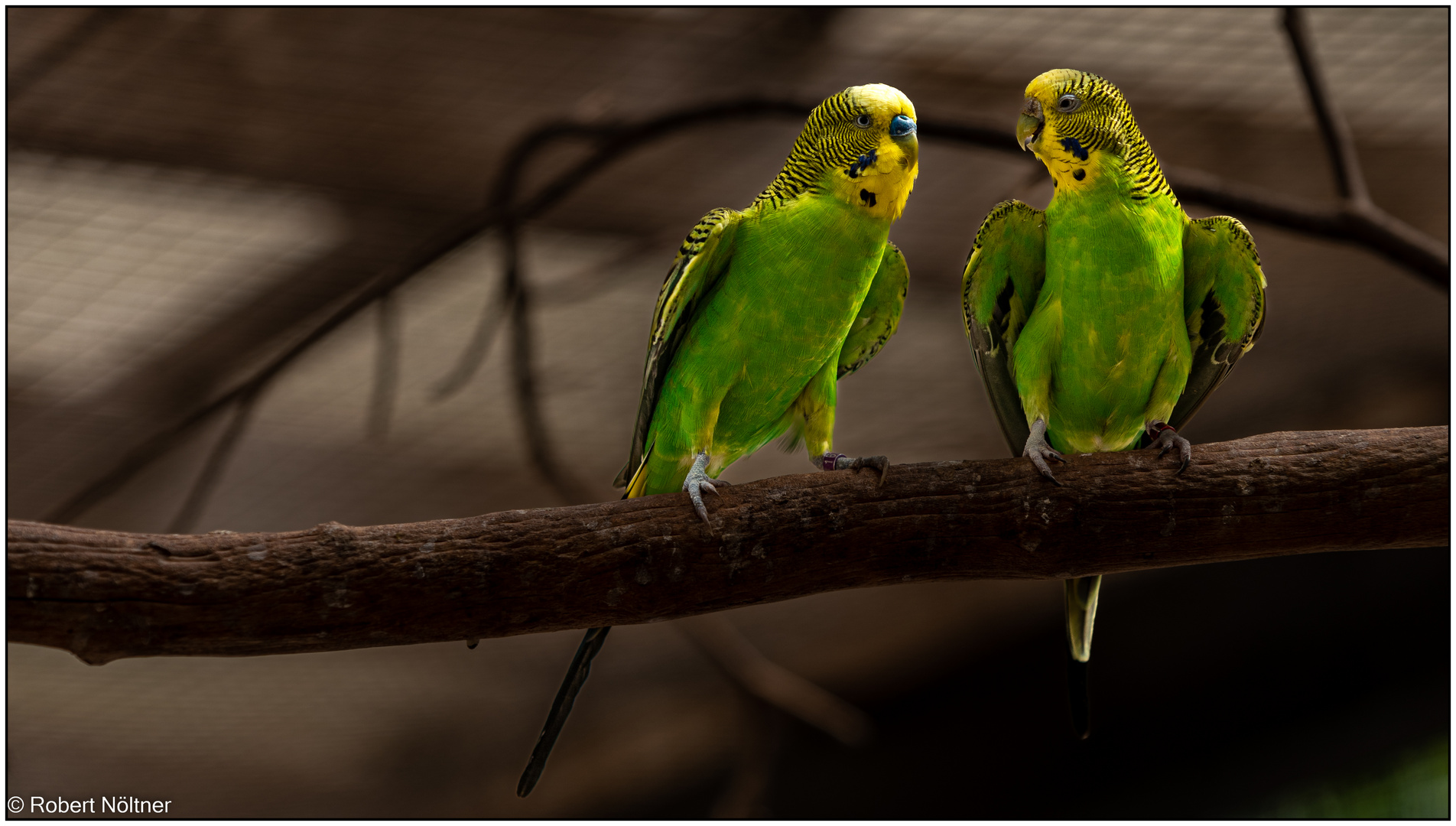 Der Vogelpark in Steinen (LÖ) 10