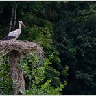 Der Vogelpark in Steinen (LÖ) 11