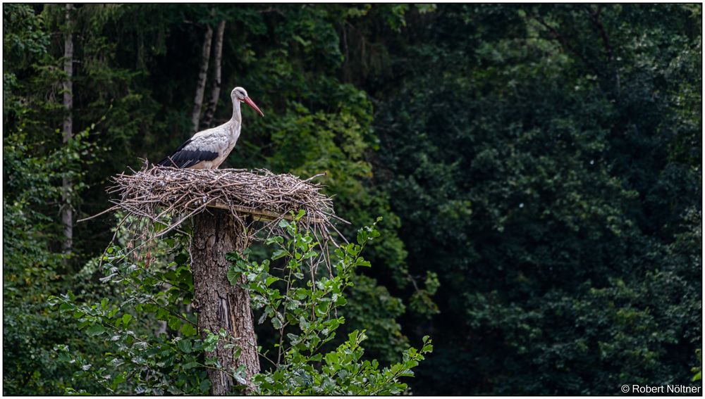 Der Vogelpark in Steinen (LÖ) 11