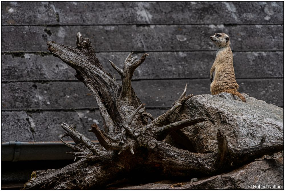 Der Vogelpark in Steinen (LÖ) 12