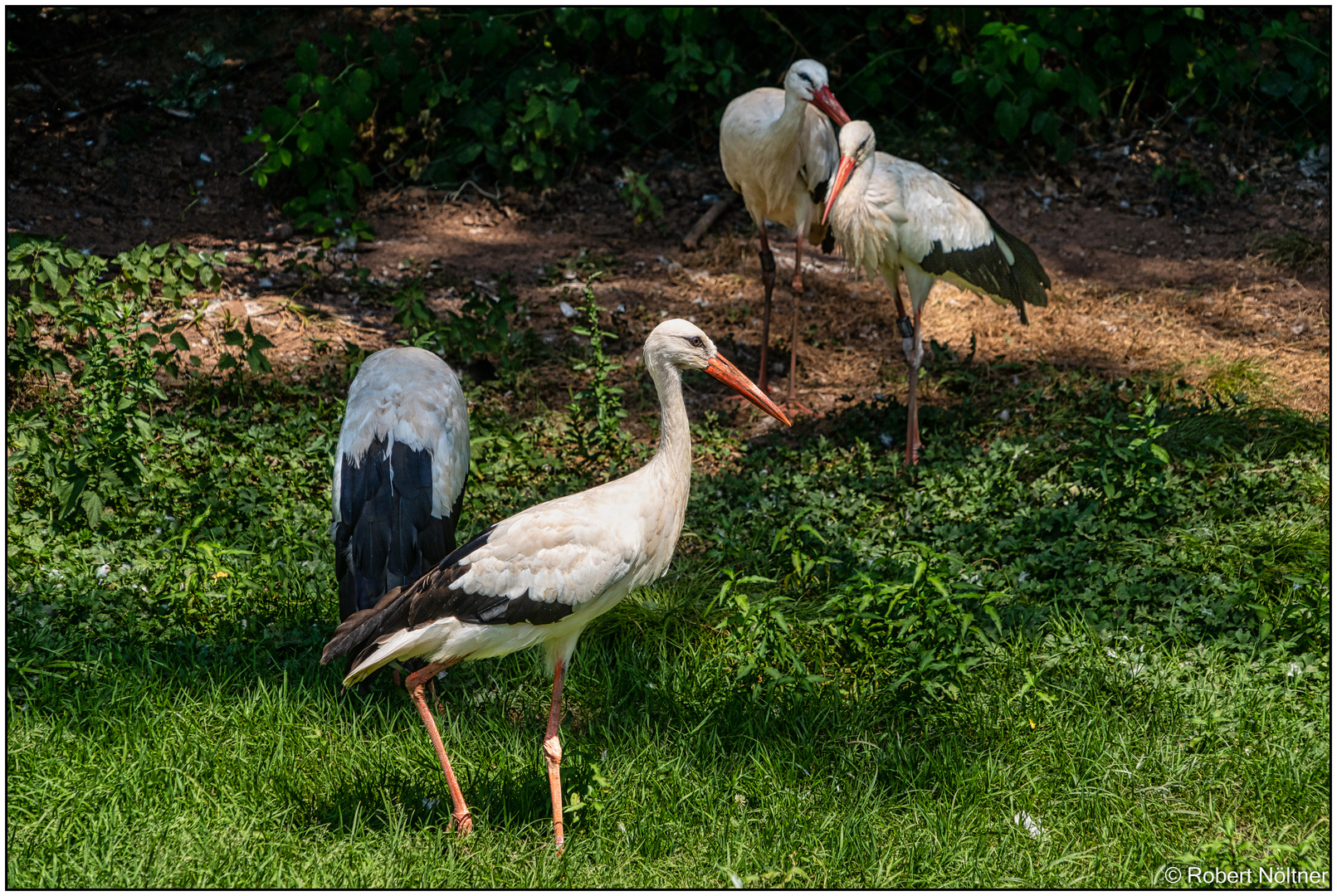 Der Vogelpark in Steinen (LÖ) 13