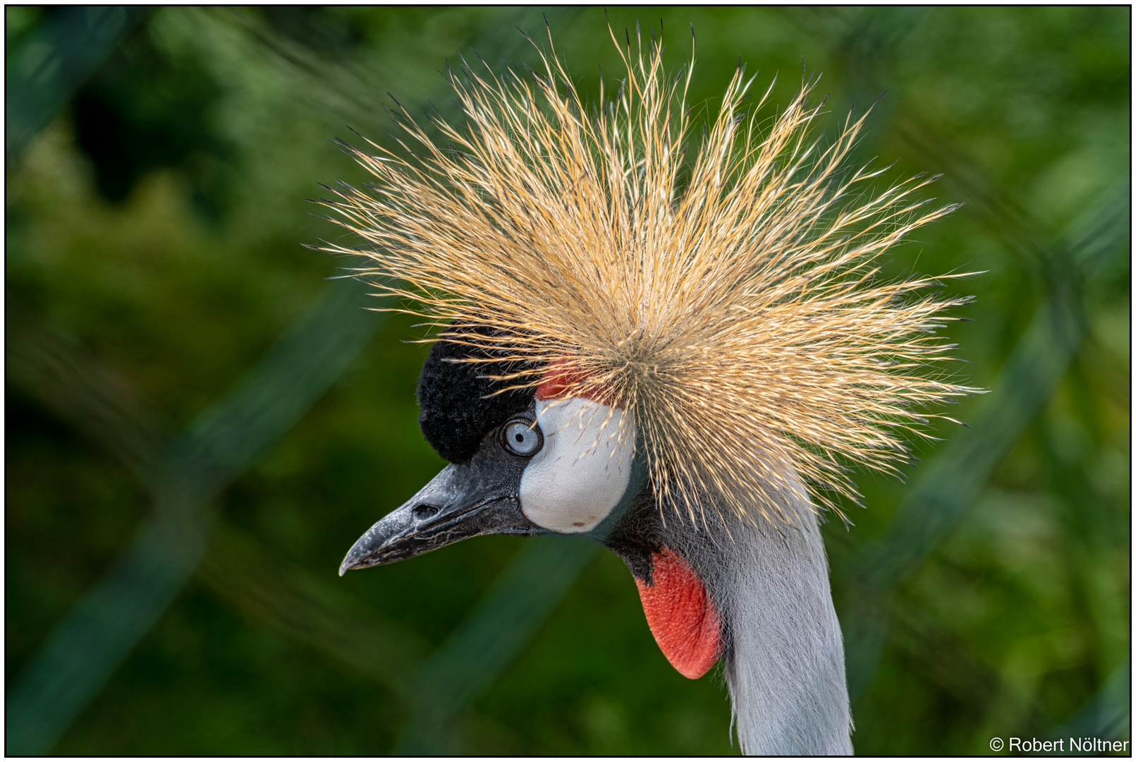 Der Vogelpark in Steinen (LÖ) 14