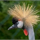 Der Vogelpark in Steinen (LÖ) 14