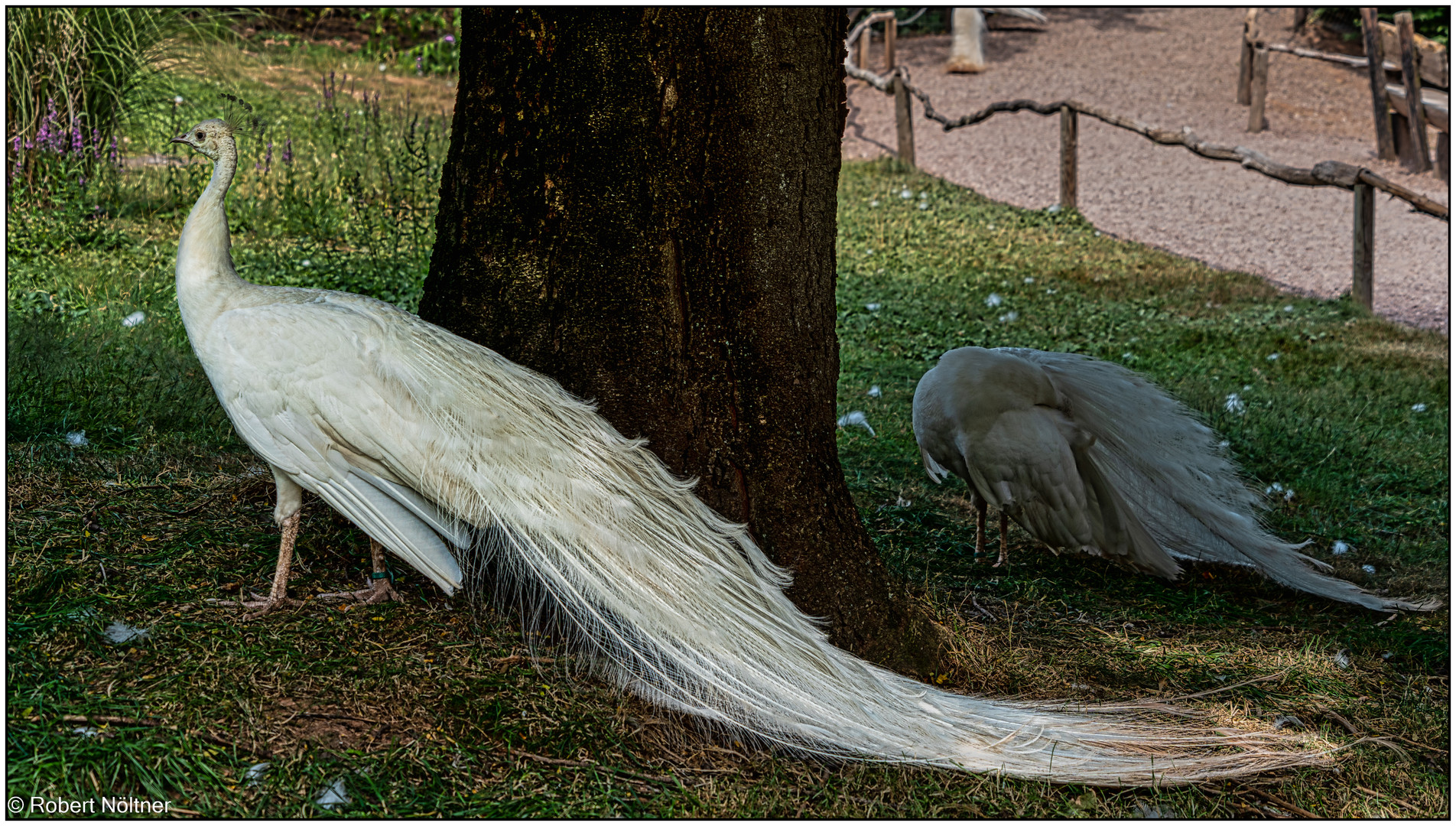 Der Vogelpark in Steinen (LÖ) 15