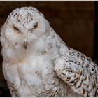 Der Vogelpark in Steinen (LÖ) 16