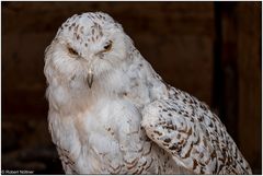 Der Vogelpark in Steinen (LÖ) 16