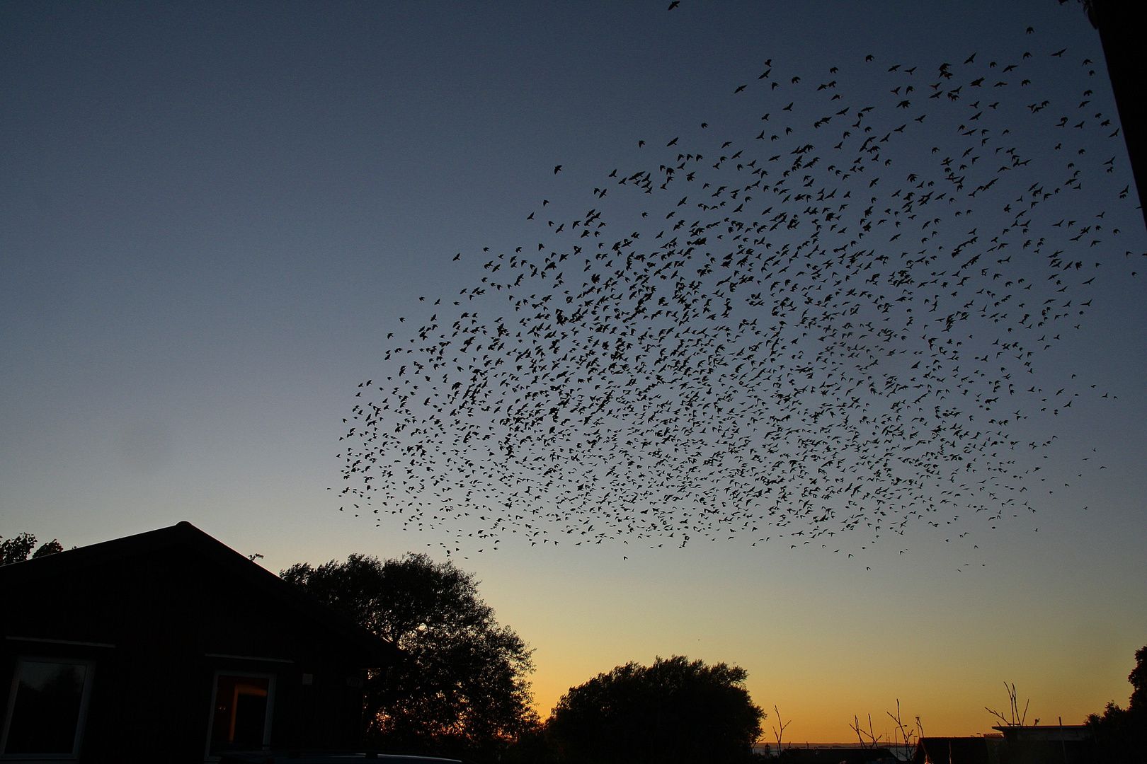 Der Vogelschwarm