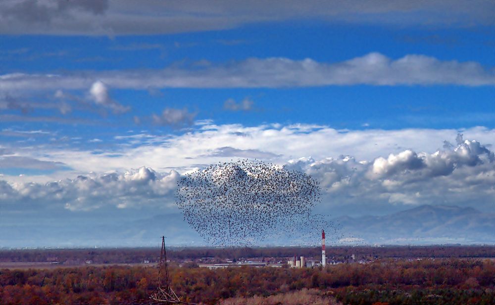 ~~~ Der Vogelschwarm ~~~