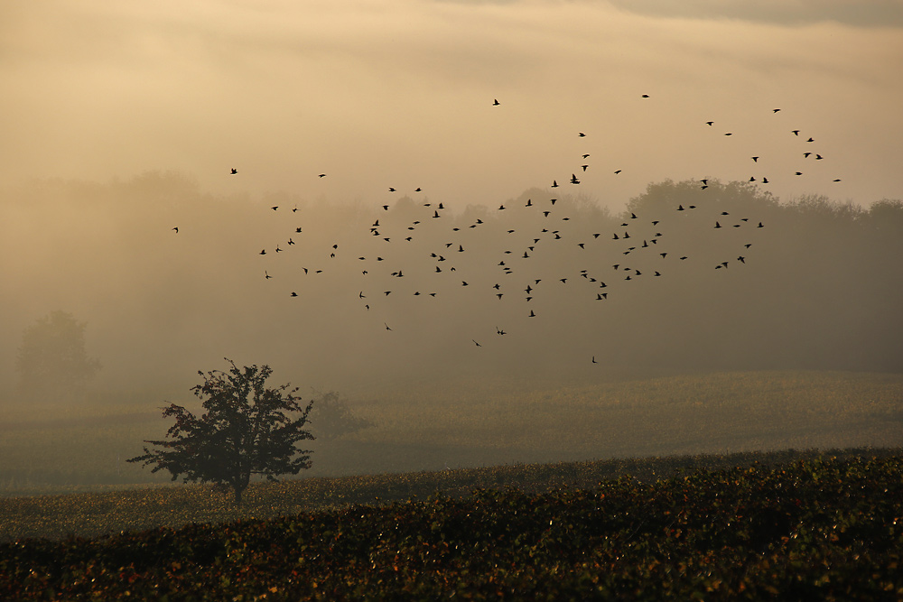 der Vogelschwarm und der Einzelbaum