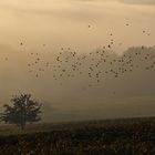 der Vogelschwarm und der Einzelbaum