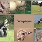 Der Vogelstrauß