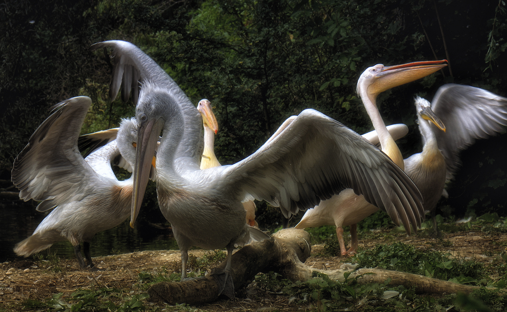 Der Vogeltanz