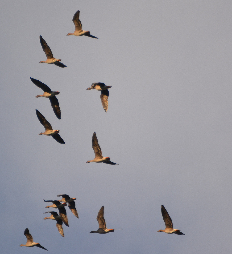 der vogelzug- tausende machen sich auf den weg