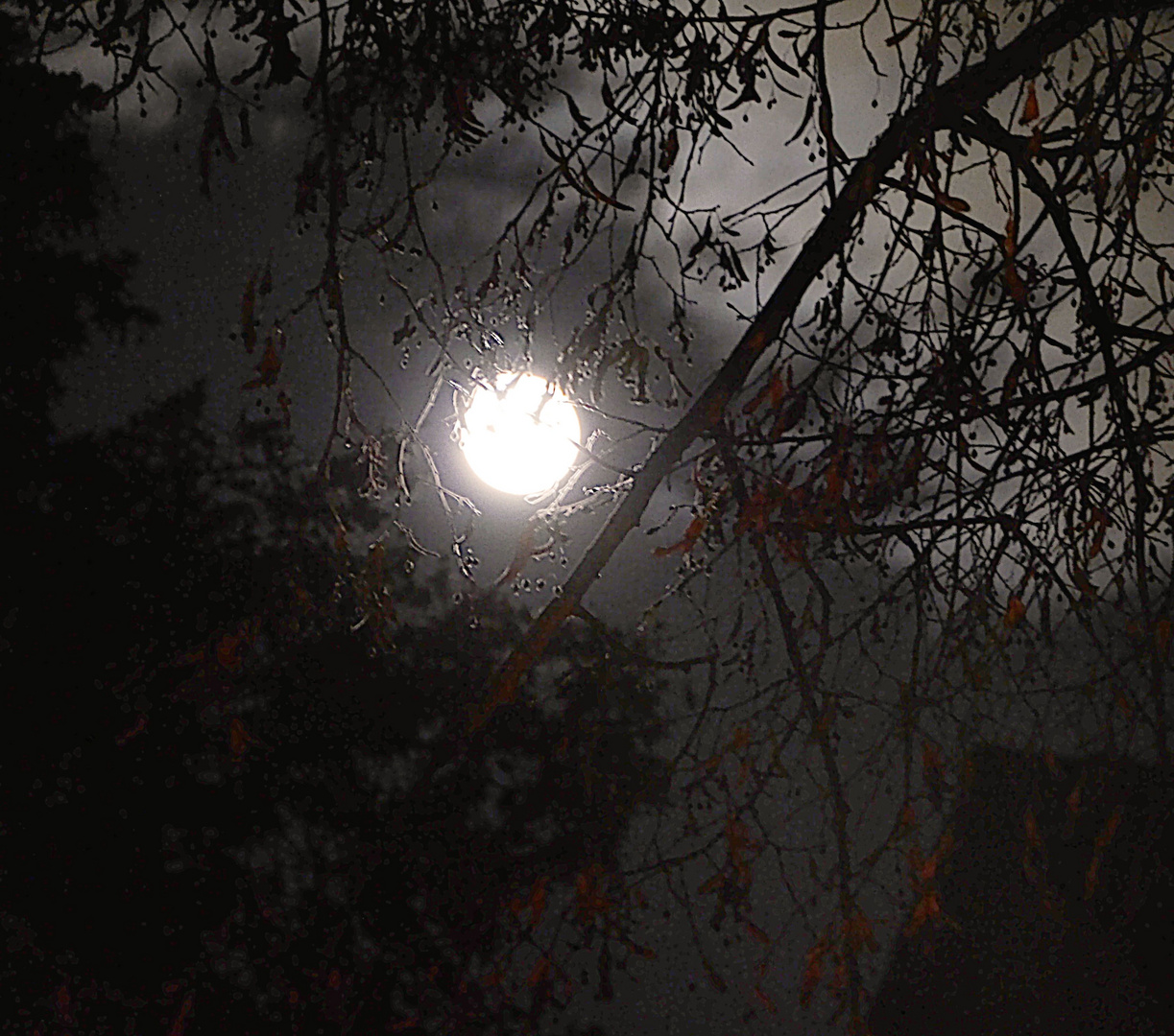 Der volle Mond zwischen den Bäumen in der Gerhardstraße.