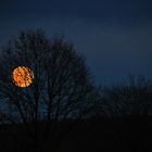 der "Vollmond-Baum"