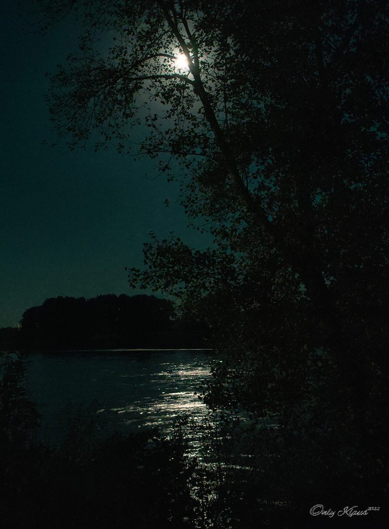 Der Vollmond durch den Baum