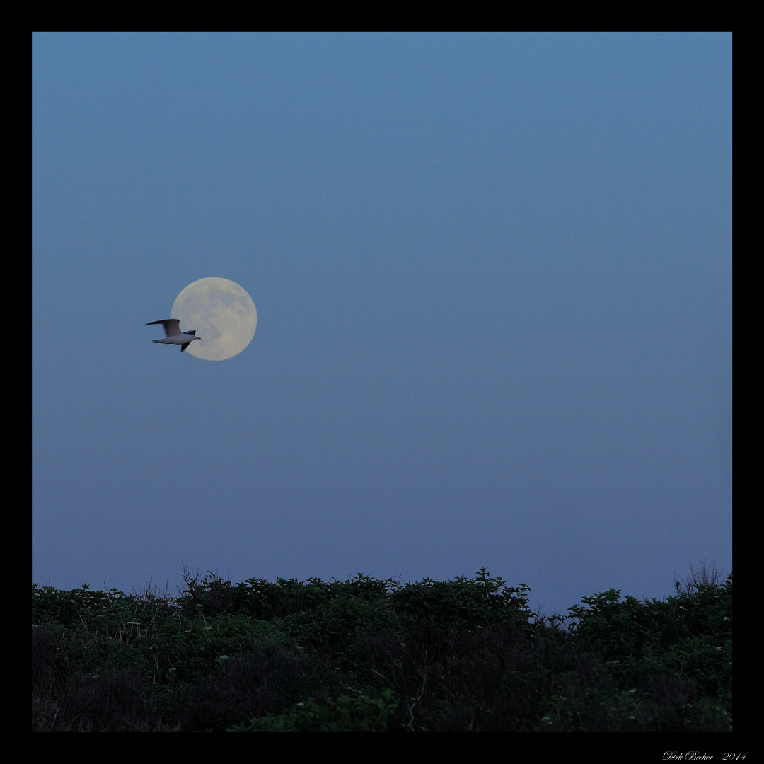 Der Vollmond geht auf