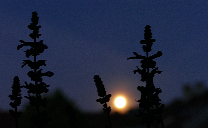 Der Vollmond geht unter ....