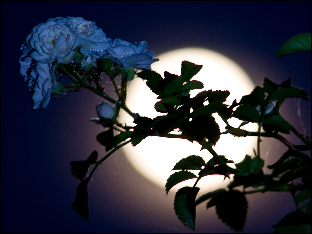 Der Vollmond hinter der Rose