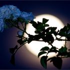 Der Vollmond hinter der Rose