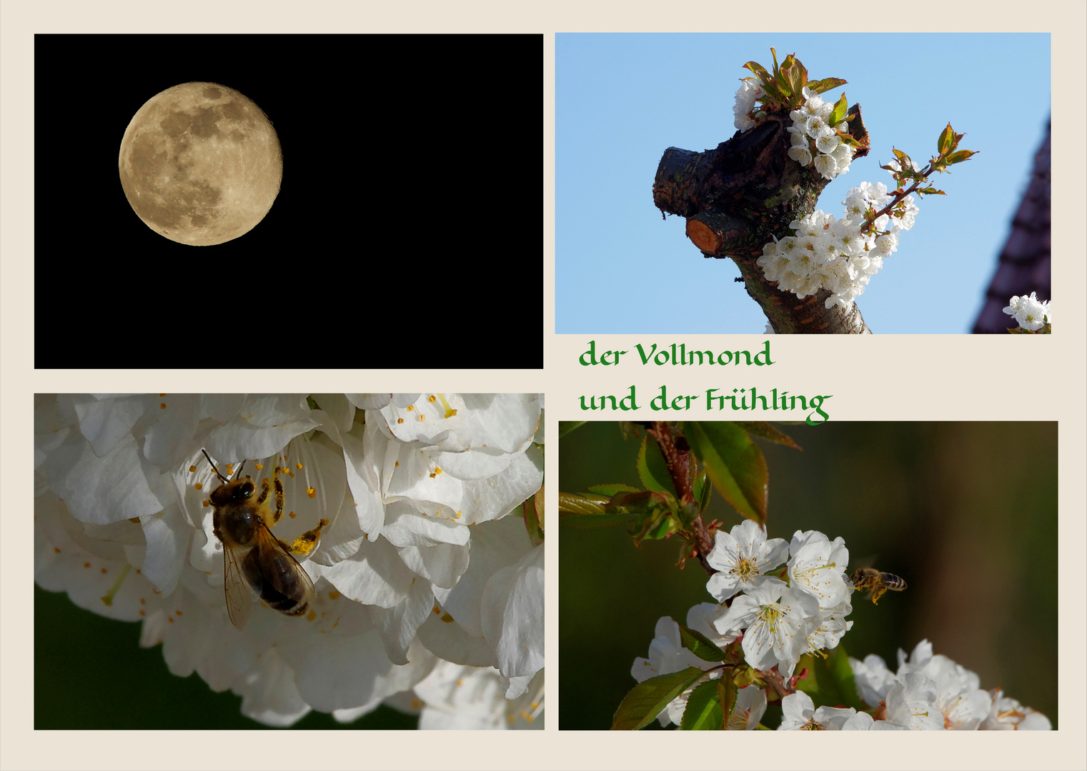 der Vollmond und der Frühling 