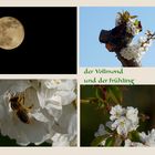 der Vollmond und der Frühling 