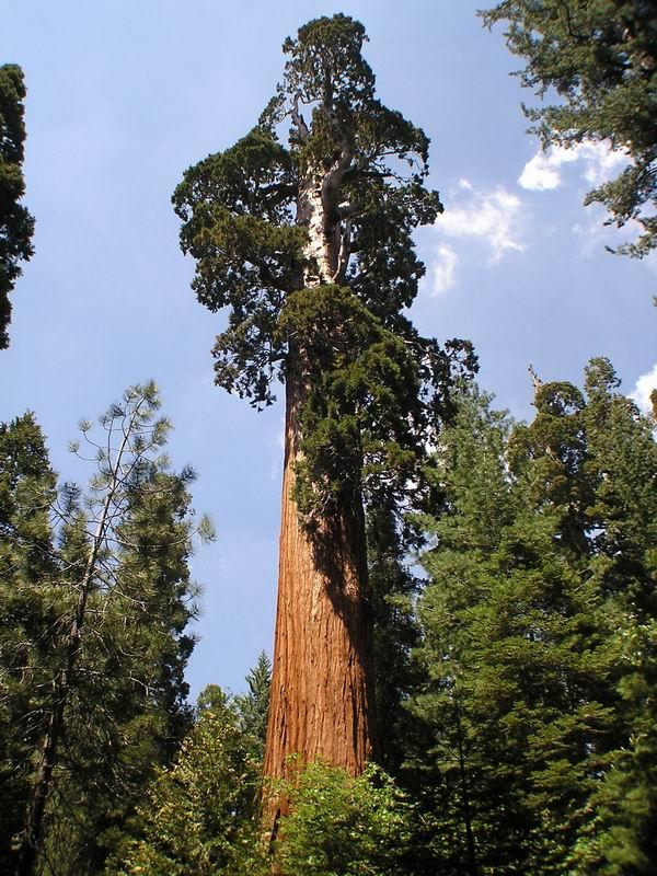 Der voluminöseste Baum der Erde