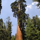 Der voluminöseste Baum der Erde