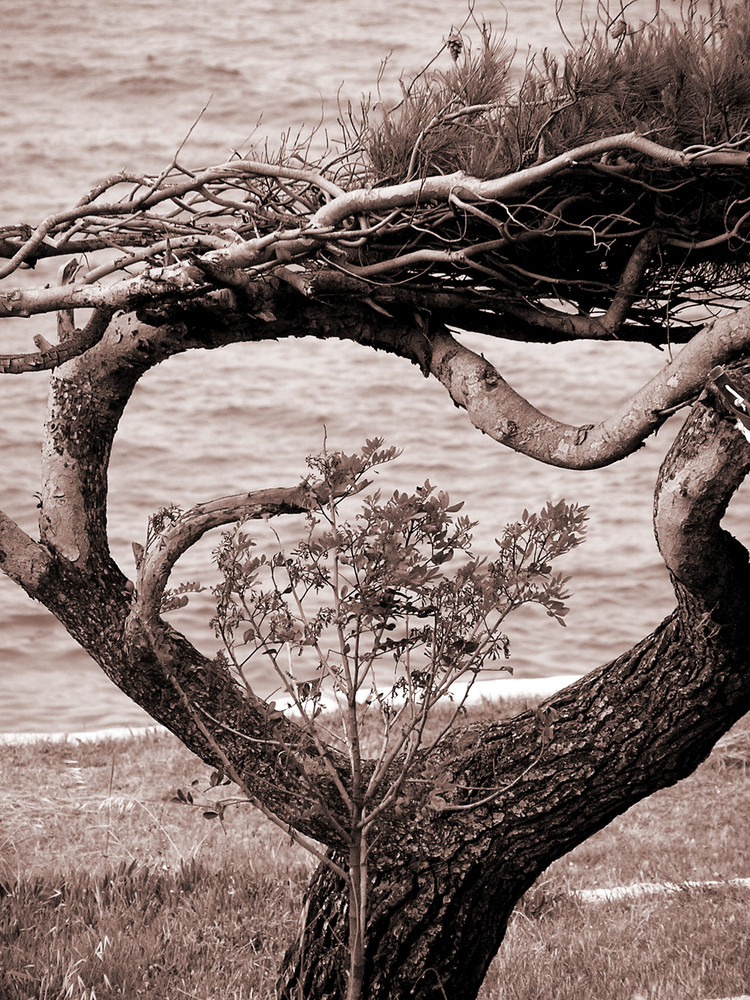 Der vom Wind gezeichnete Baum