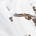 Der Vorbeifliegende Bartgeier 