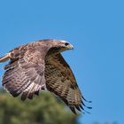 Der Vorbeiflug des Bussards