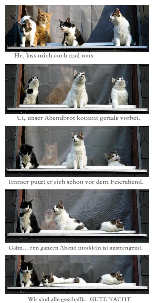 Der vorerst letzte Teil der Fensterkatzen