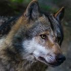 Der Vorfahre unseres Hundes der Wolf