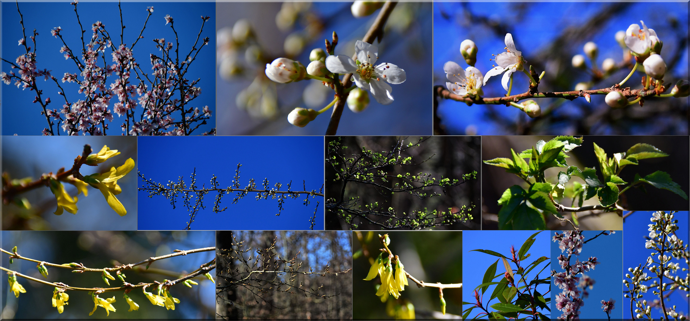 Der  Vorfrühling 2023