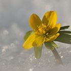 Der Vorfrühling ist da!