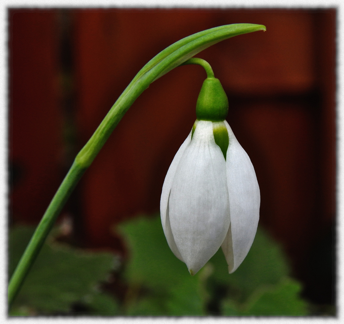 Der Vorfrühling ist schon da,........