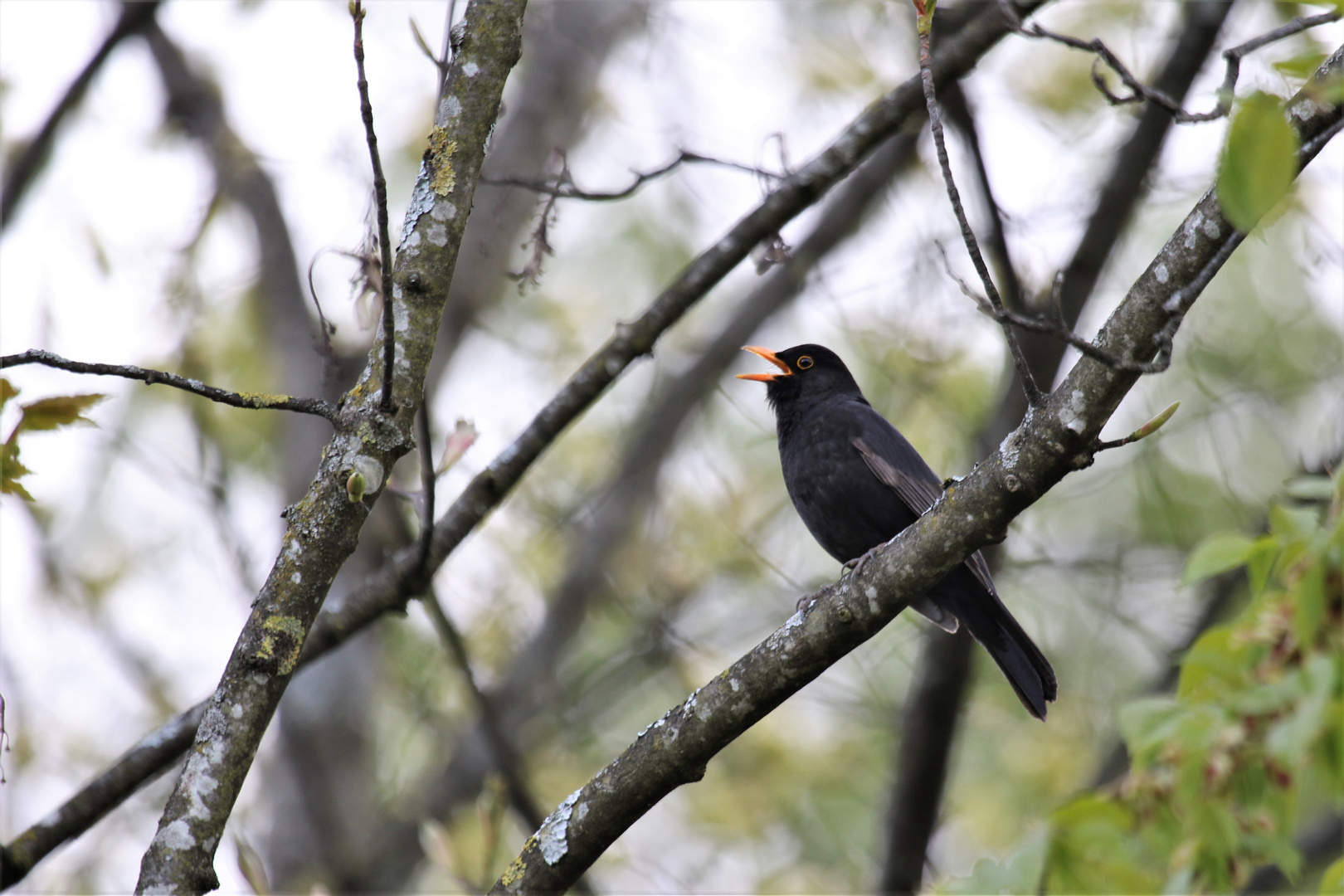 Der vorlaute Vogel