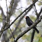 Der vorlaute Vogel