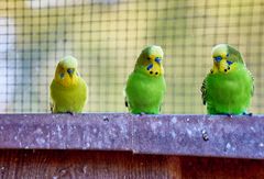 Der Vorstand des australischen Geheges im Tierpark Worms