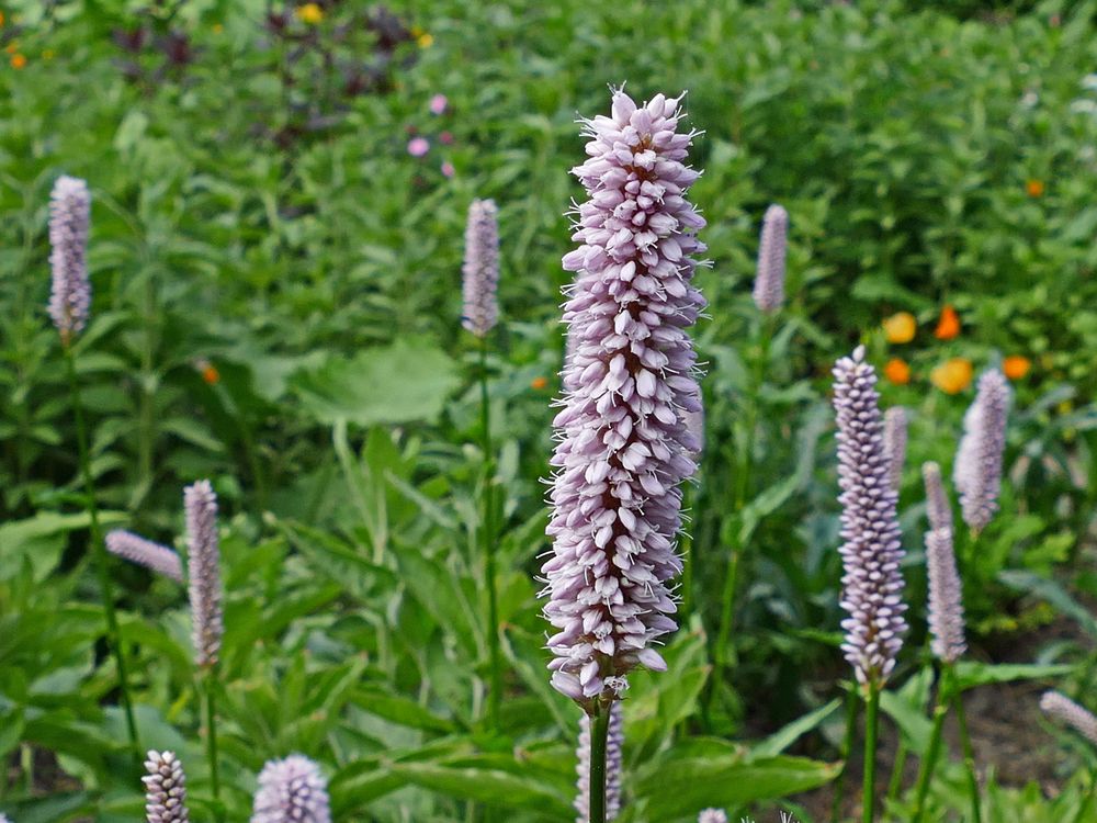 der Vorsteher Foto & Bild pflanzen, pilze & flechten, blüten