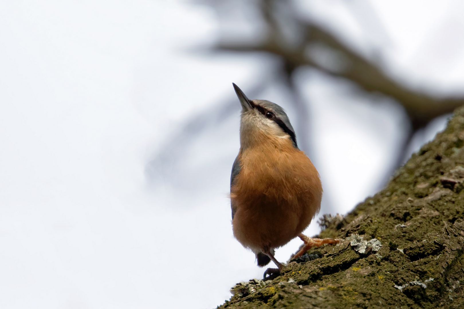 Der vorwitzige Kleiber (Sitta europaea)