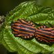 Insekten Deutschland