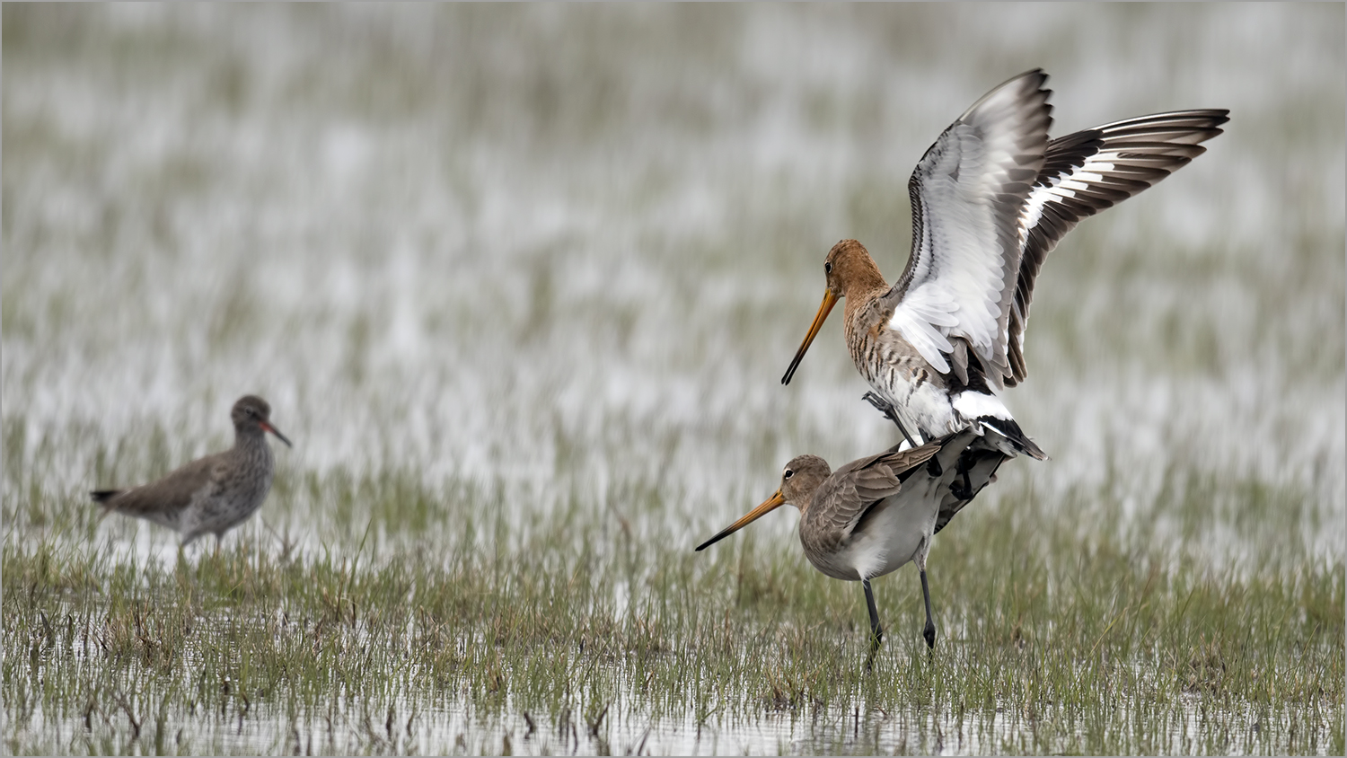 der Voyeur Foto & Bild natur, tiere, wildlife Bilder auf