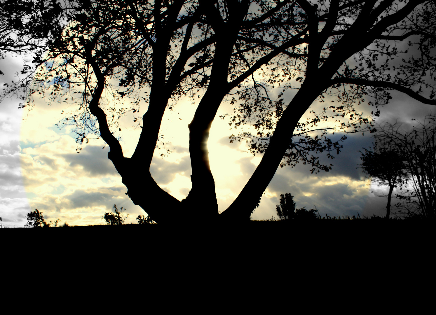 Der VW-Baum